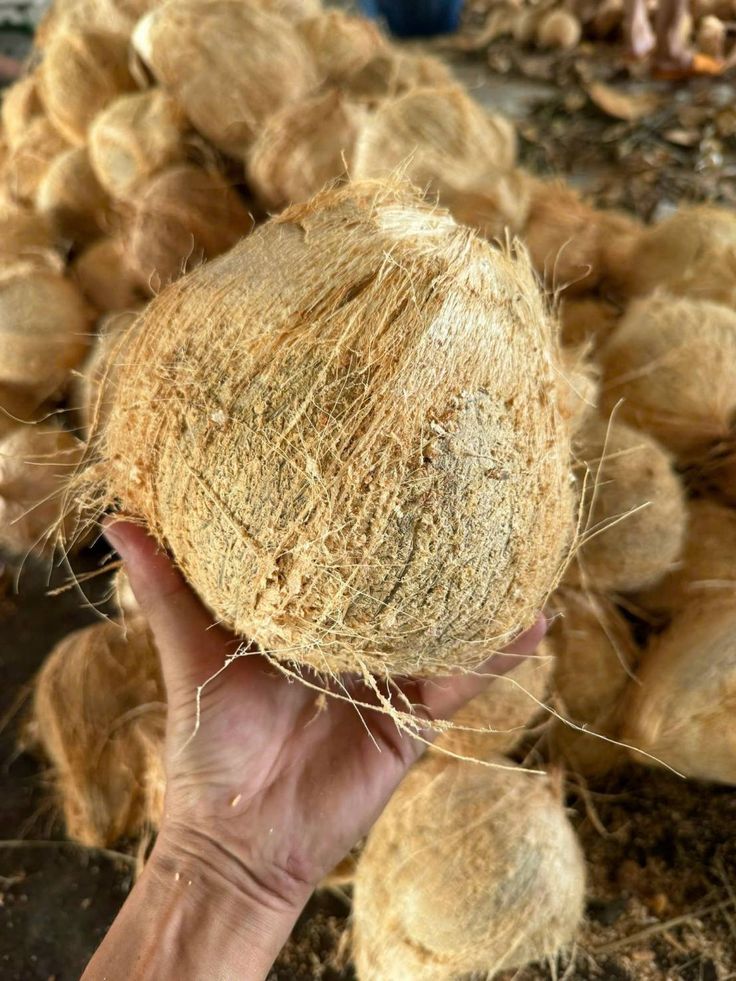 Semi-husked Coconut – Fresh, Ready-to-Use