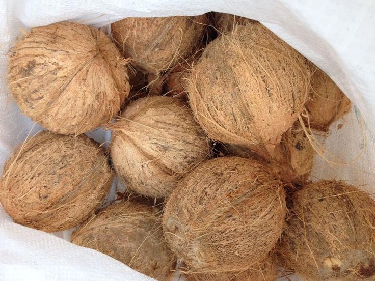 Semi-husked Coconut – Fresh, Ready-to-Use